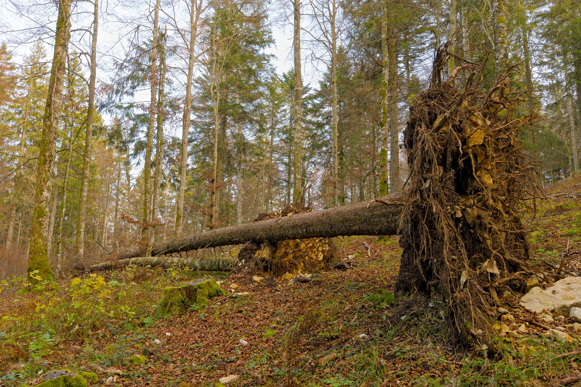 Enlèvement Arbre Urgence équipe à Puteaux
